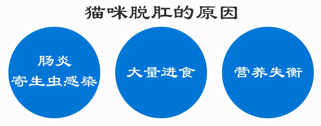 猫咪轻度脱肛是什么样图,猫咪拉屎脱肛怎么塞进去