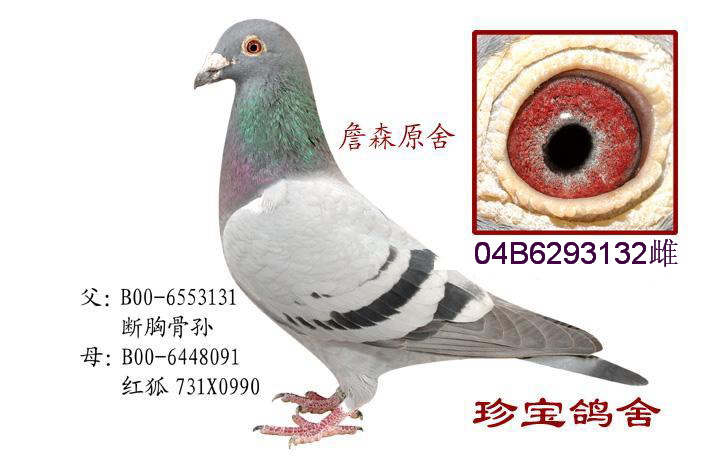 小体型的金母赛鸽,赛鸽育儿全过程