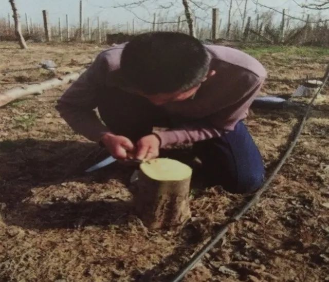 苹果树老园改造方案,老苹果树怎样改造视频