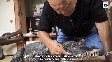 日本老人养鳄鱼当宠物,男子把鳄鱼当宠物养一天喂10斤肉