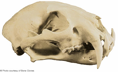 剑齿虎的牙齿120毫米吗,剑齿虎的牙如何捕猎