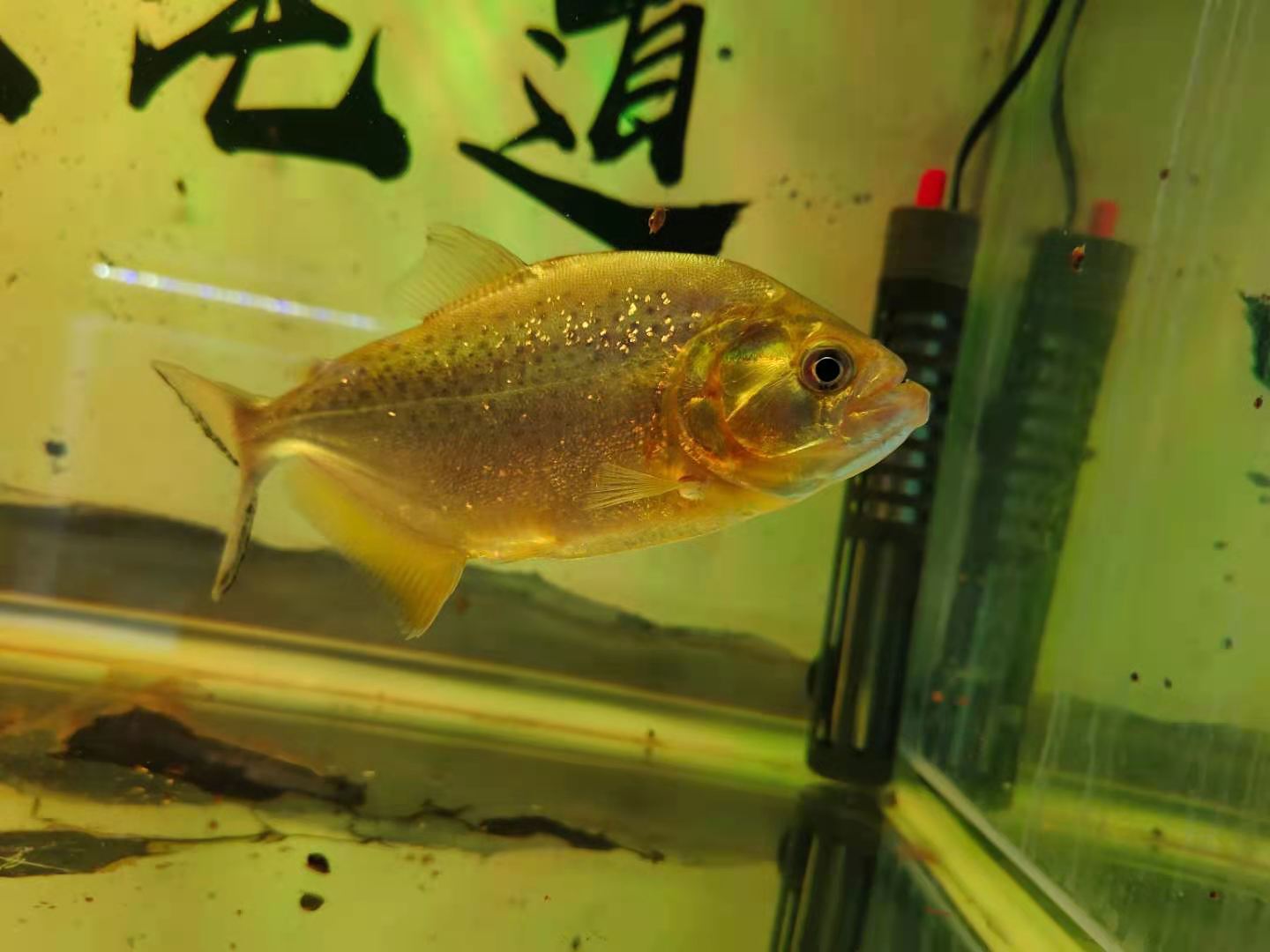 买鱼注意事项有哪些,新手买鱼的最佳配置