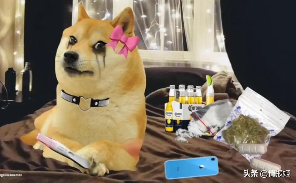 被做成表情包的柴犬doge,doge柴犬表情包万恶之源