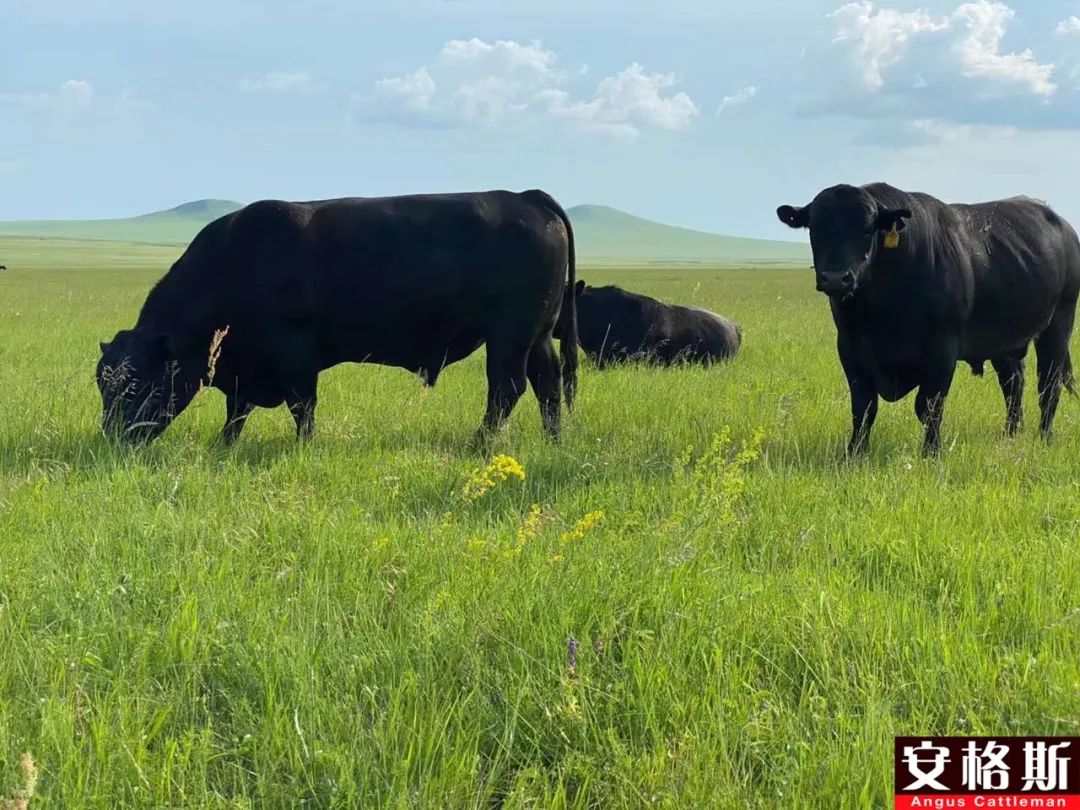 肉牛运输应激综合症最佳治疗方法,育肥羊运输应激处理