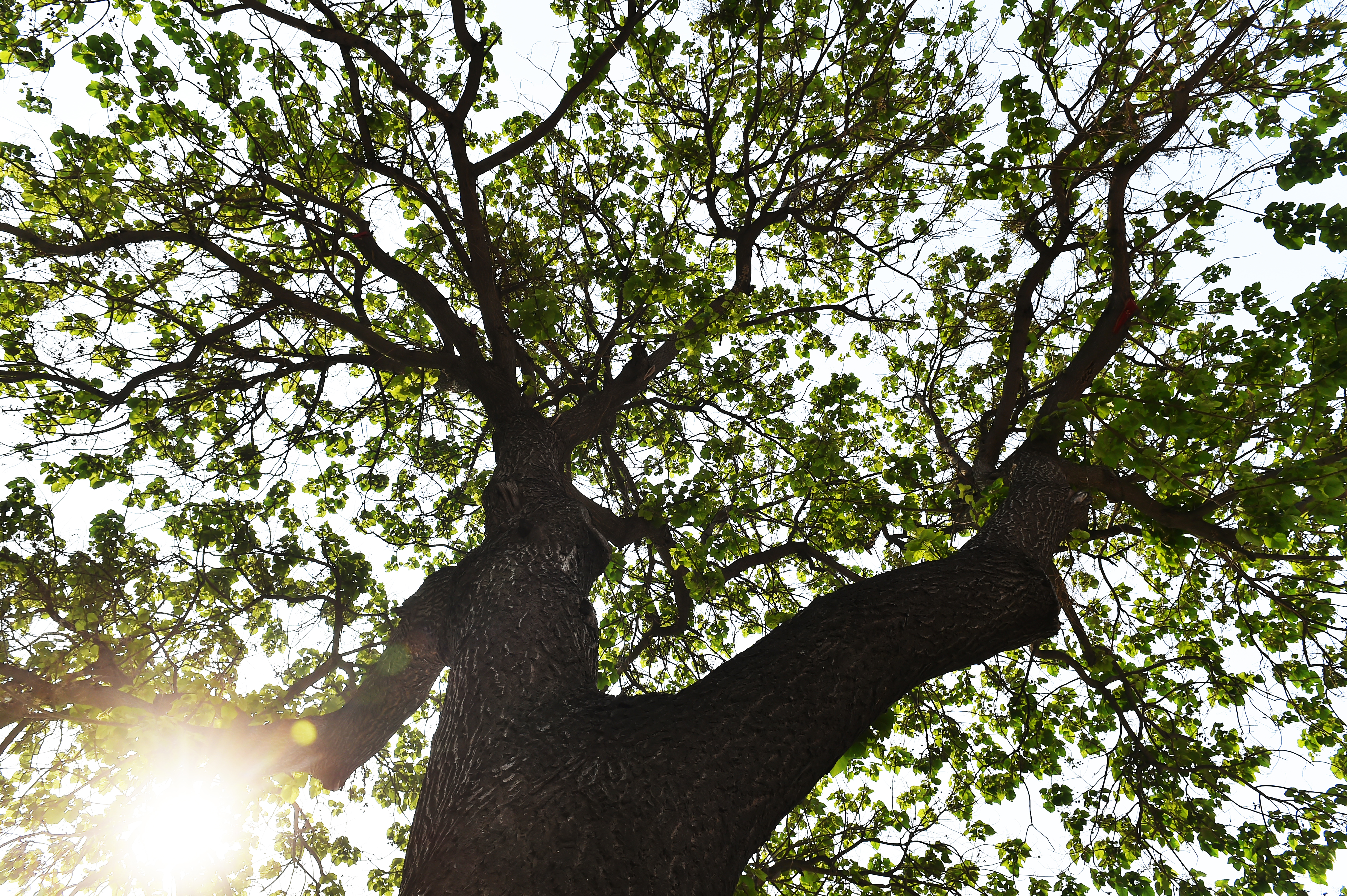 安新第二小学,绿树成荫倪邱中学校园