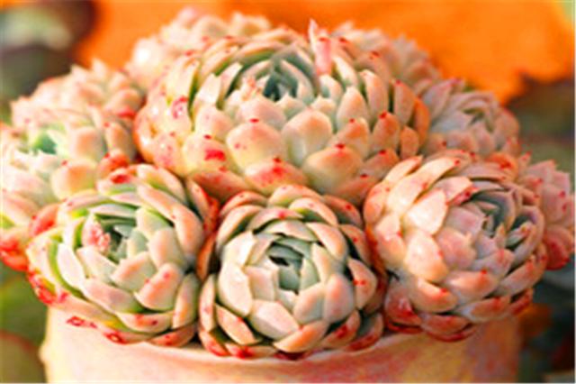 夏季养多肉冰梅方法,多肉冰梅如何养护