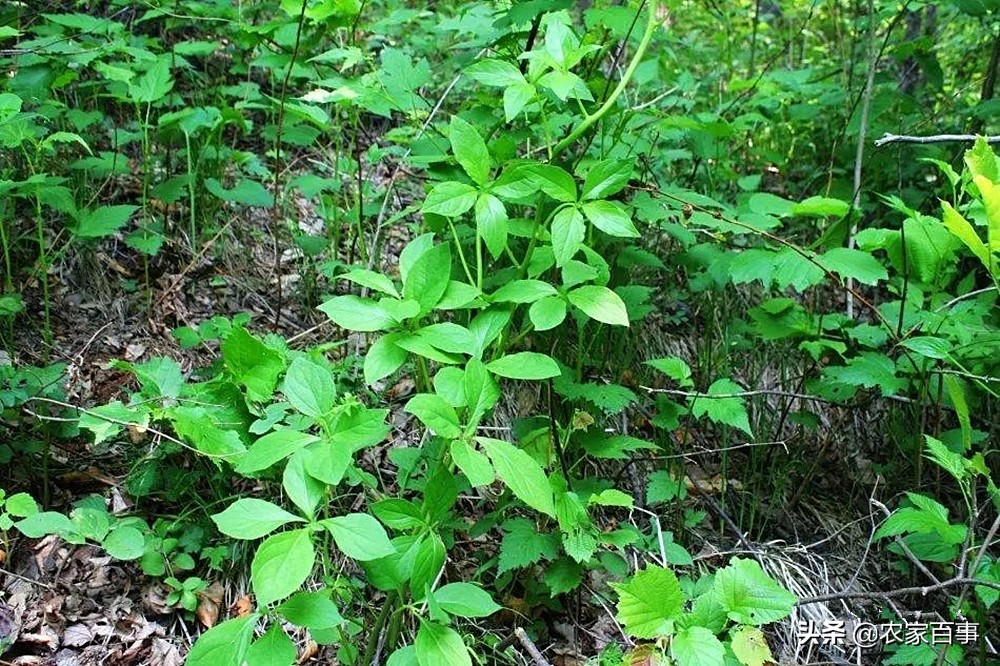 这种野草不值钱但它的根是稀罕货,有一种野草根部长得像人参