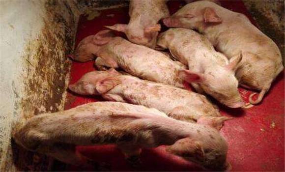 仔猪腹泻过后出现低温怎么治疗,冬季如何预防仔猪腹泻的方法