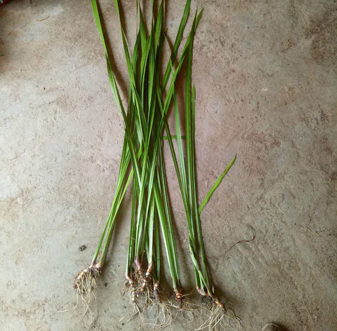 10种最毒花卉,20种大毒花