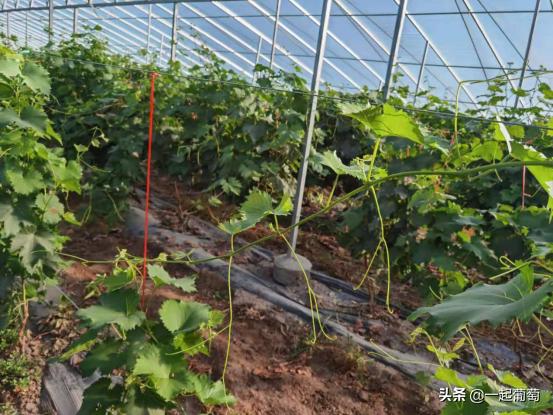 葡萄不成熟就萎缩变黑原因,葡萄不爱长新根是什么原因