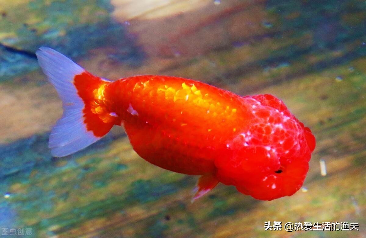 养金鱼不喂鱼食可以喂什么,金鱼不会饱