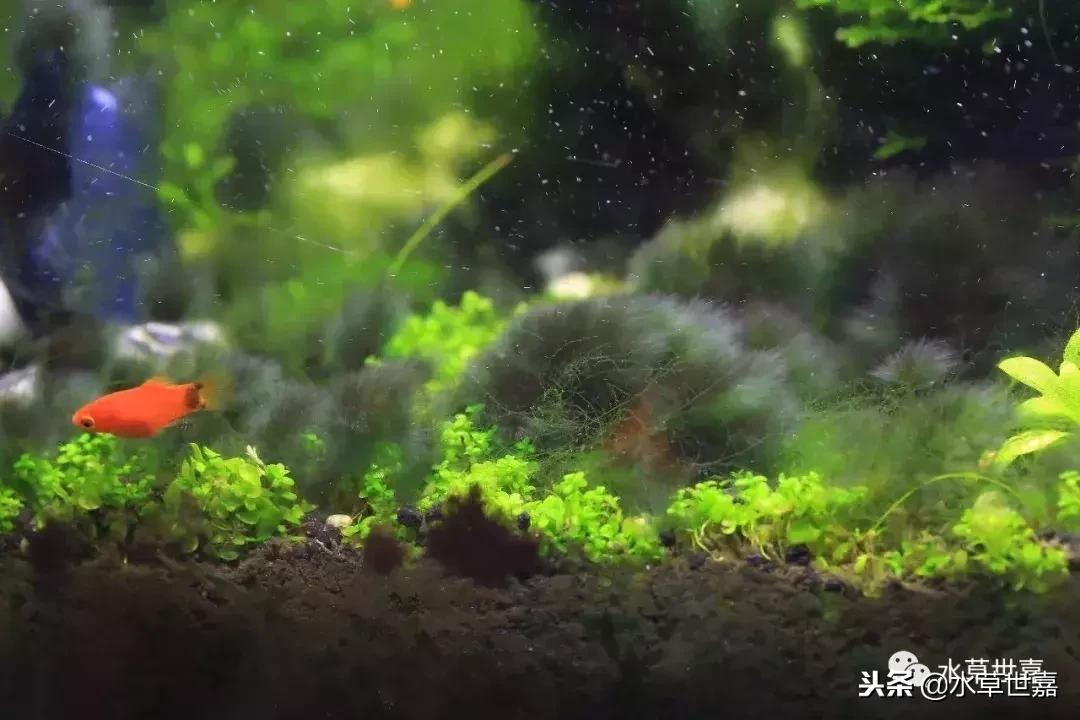 草缸常见10种藻类的解决方法,草缸藻类生物防治方法