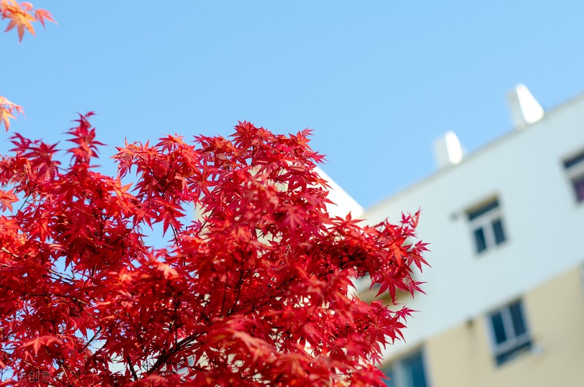 院子里有一片空地适合种什么,院子里有块空地种什么菜