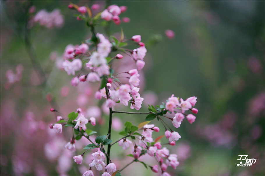 武汉必去的五大景点排名前十,武汉最值得去的五个景点
