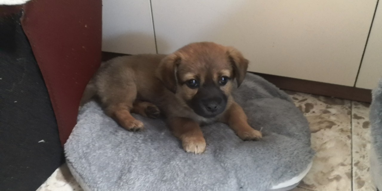 在小区捡到小狗,刚捡到的小狗怎么养