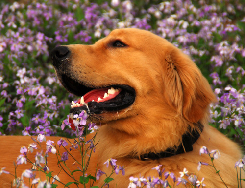 旺财的狗是哪样,什么是旺财狗10大旺财的狗