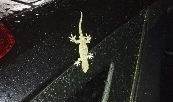 车尾的壁虎可以粘多少年,车后粘壁虎有什么说法