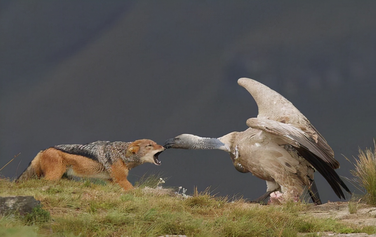 对人无毒的壁虎为何是五毒之一,人畜无害的壁虎为什么无毒