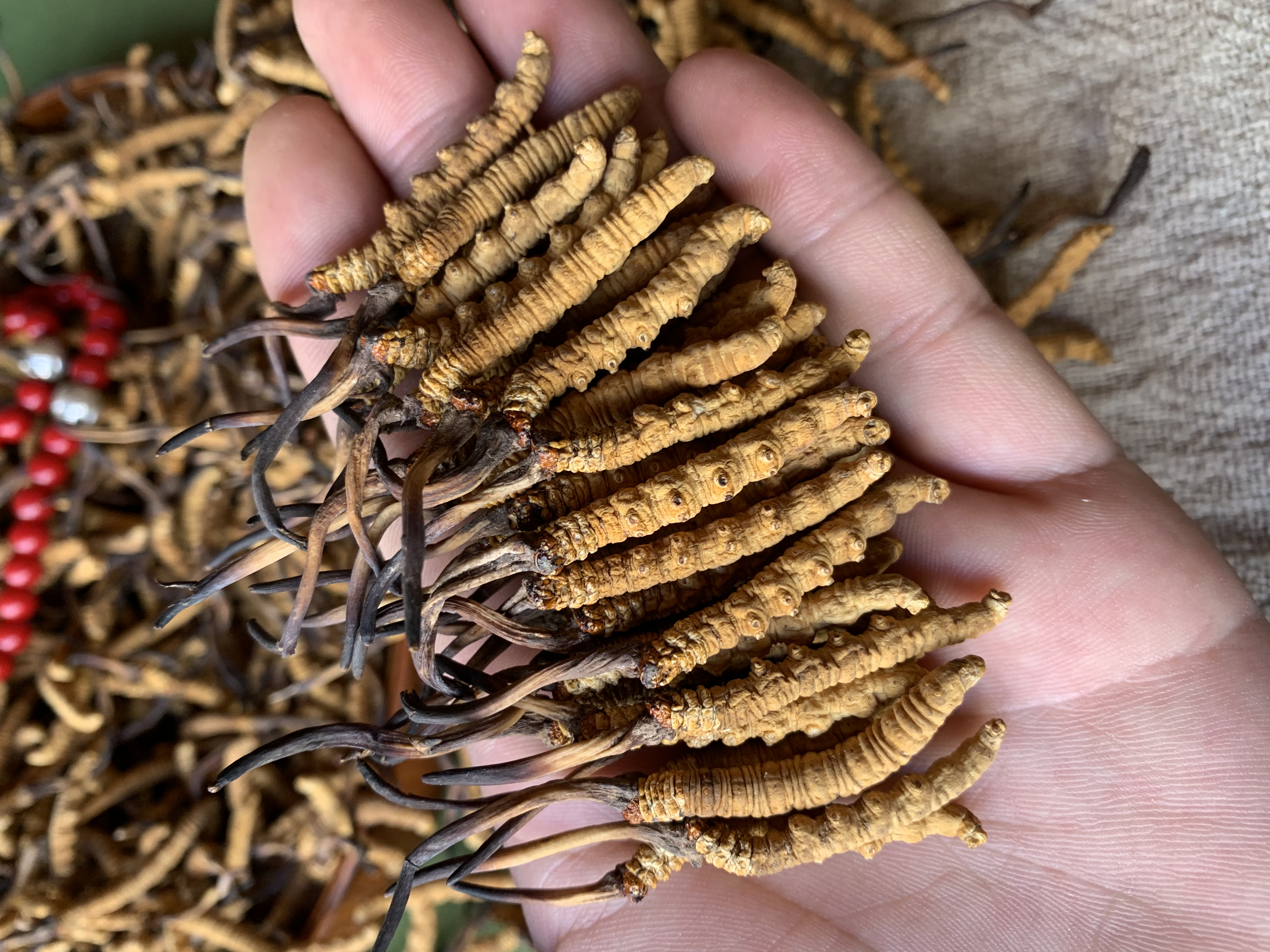 冬虫夏草过期了没发霉,买了冬虫夏草很贵怎么发表说说