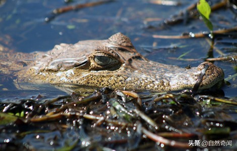 亚马逊十大凶猛植物,巴西亚马逊热带雨林动植物
