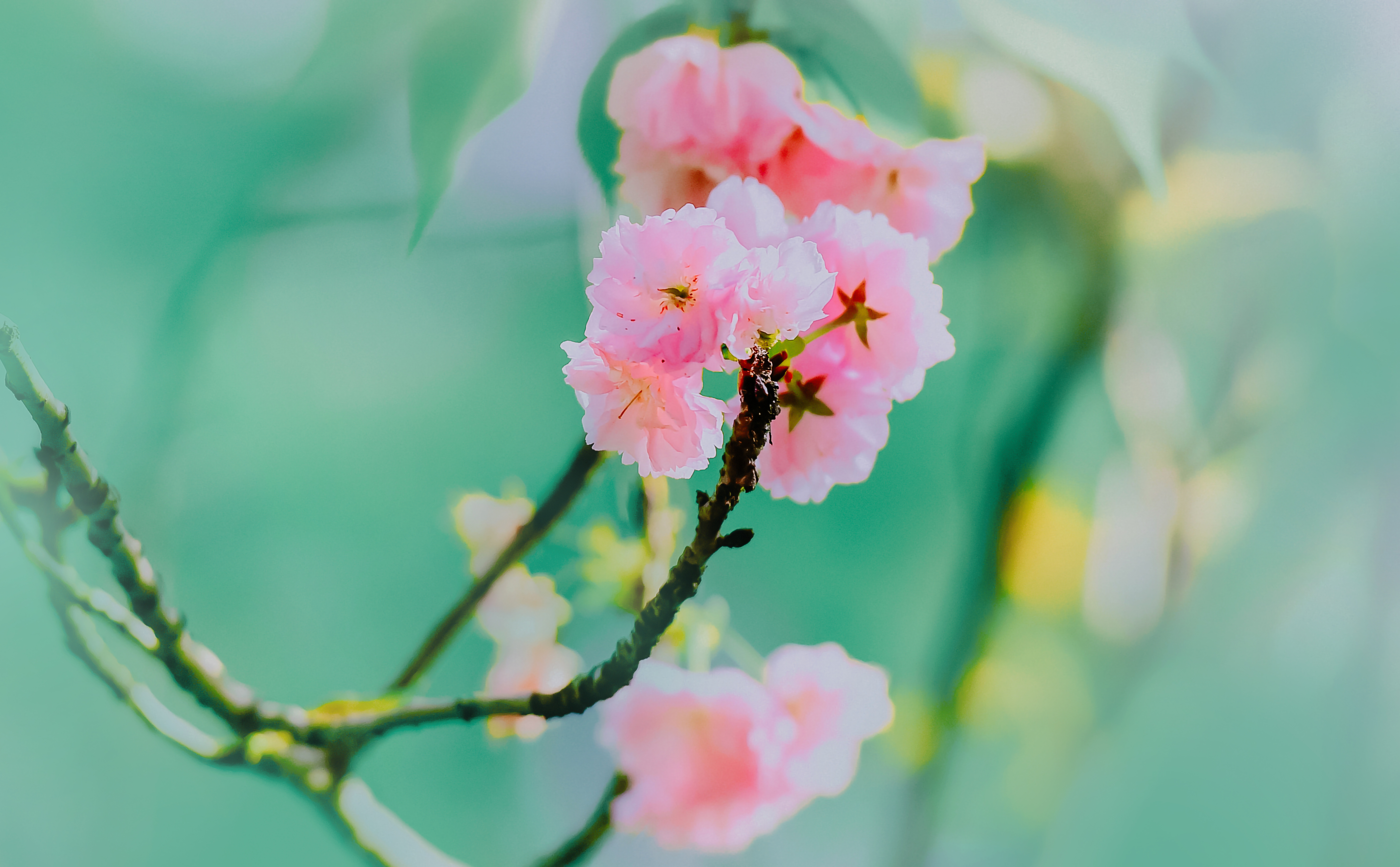 水彩花卉桃花技法,单花樱花怎么拍好看