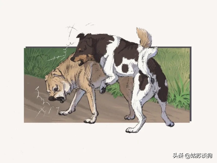 中华田园犬你真正了解过吗,中华田园犬到底多厉害