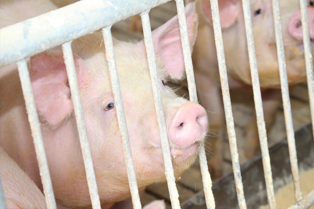 生猪养猪政策有哪些,生猪养殖最新政策