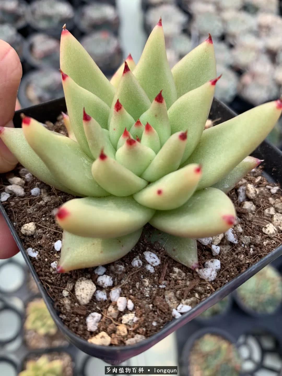 探访韩国肉锥大棚,记一次走访纪录片