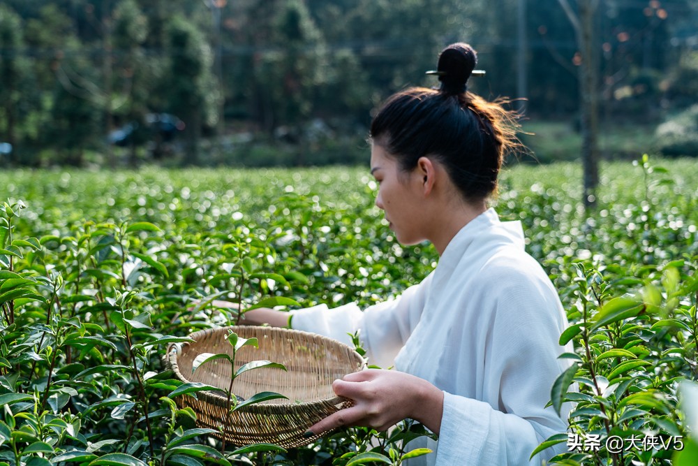 中国西湖龙井名茶最新排名,喝西湖龙井中国第一名茶