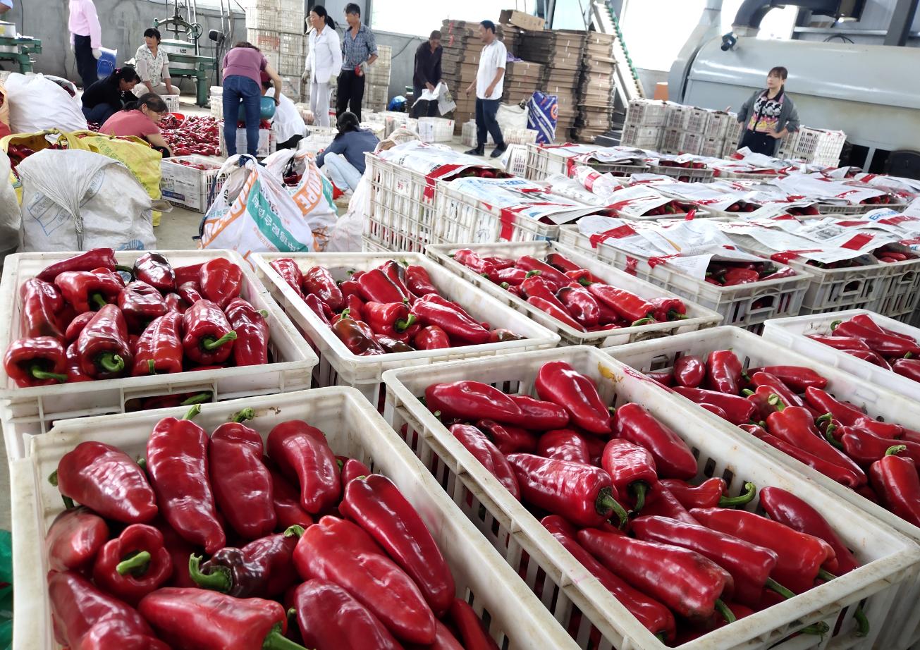 安徽本地小辣椒,池州贵池石台小辣椒