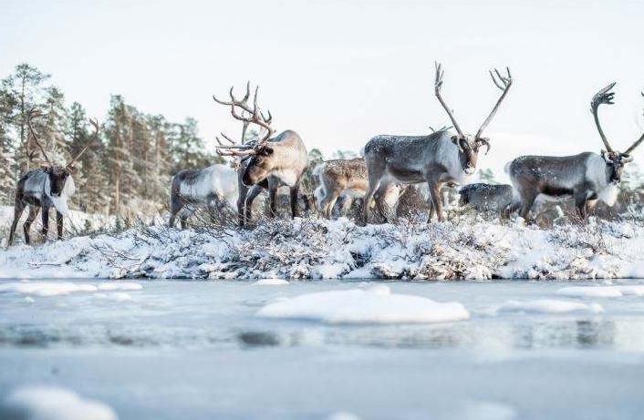 欧罗巴周四足彩预测,欧罗巴威廉赔率分析
