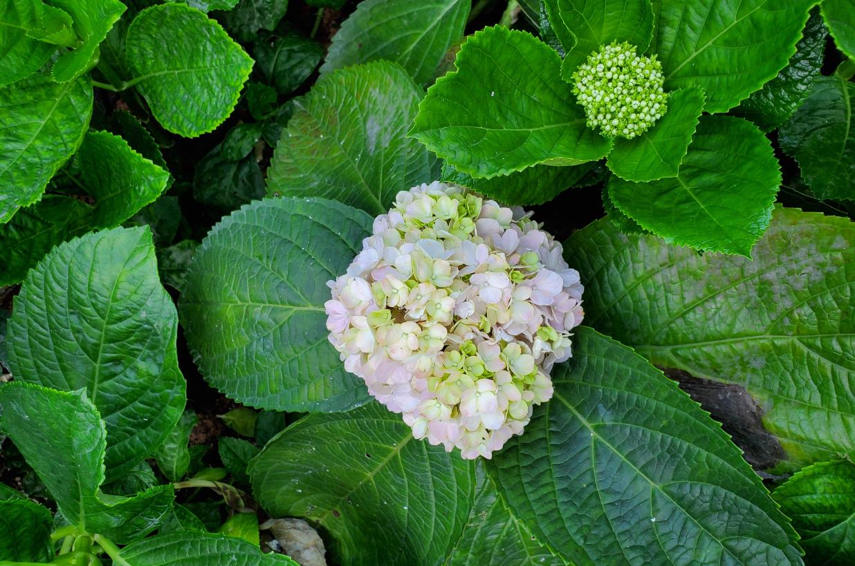 外媒三星galaxys10全系列上手体验,三星galaxys21观影体验