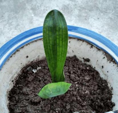 用啥方法让君子兰快速生根,如何使君子兰快速生根