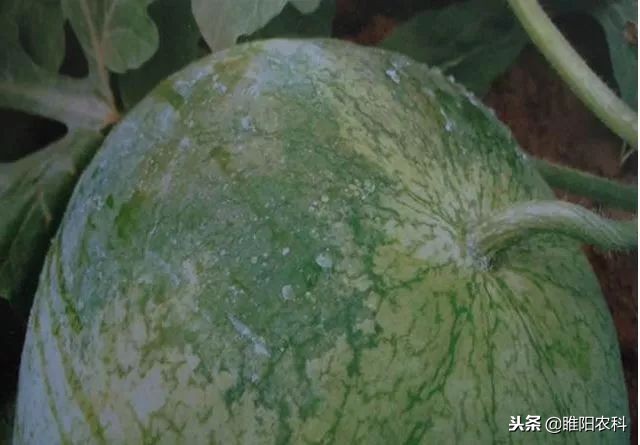 西瓜果腐病,西瓜细菌性果斑病