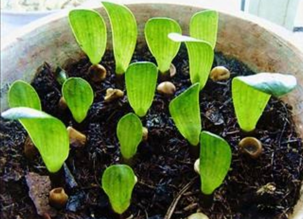 君子兰的种子可以在冬天繁殖吗,君子兰种子锯末繁殖视频