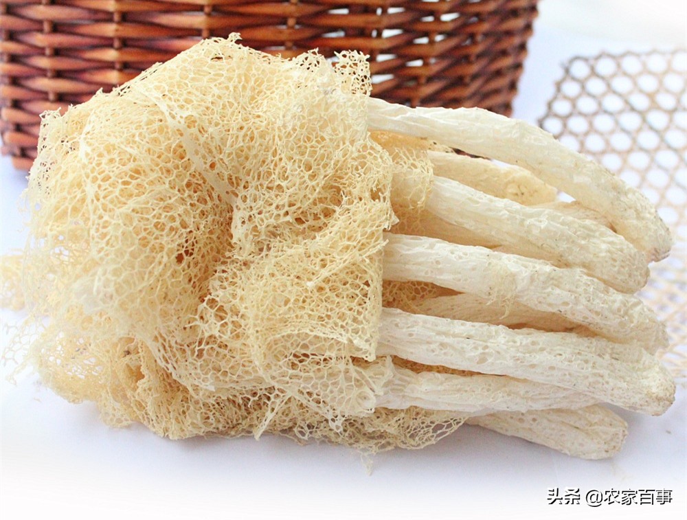 顶级野生竹荪,竹荪被誉为什么菌菇之王