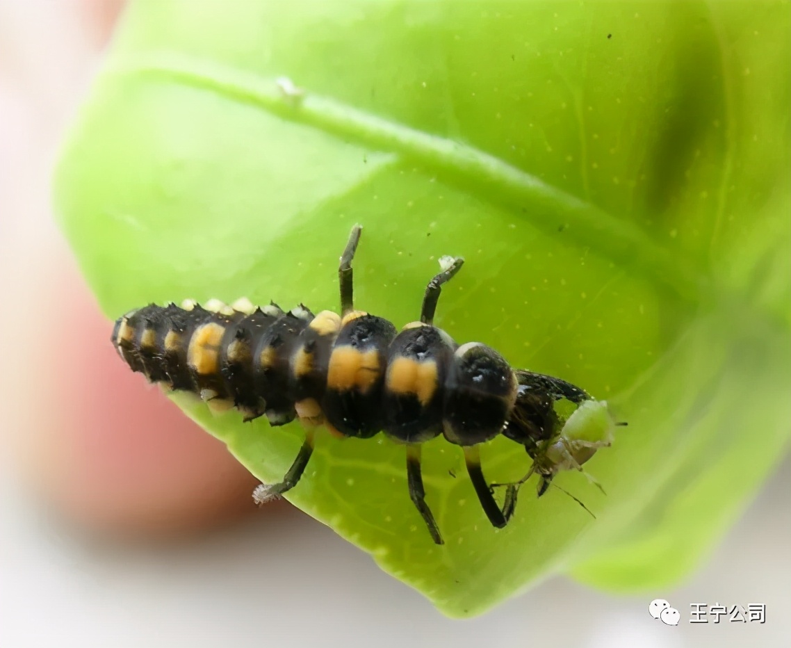 夏播玉米虫害图片大全,玉米虫害图谱高清大图