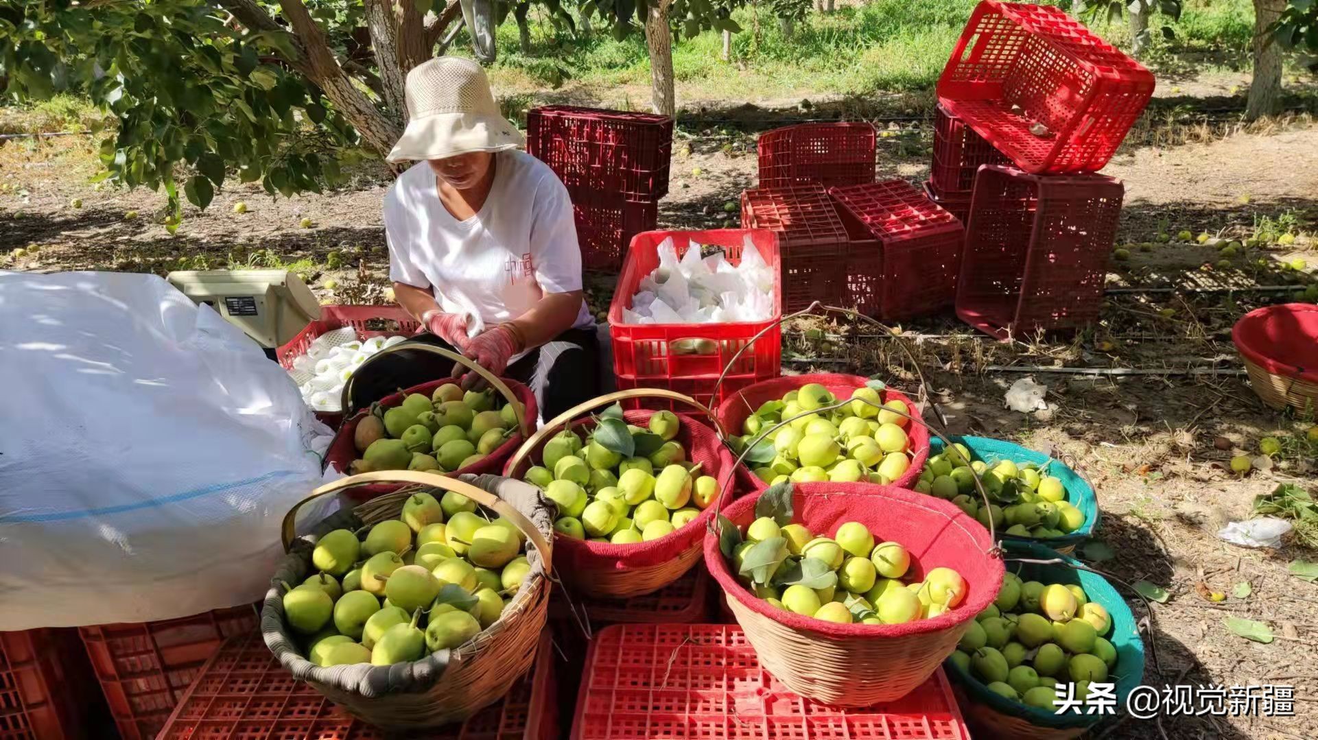 中交绿城诚园库尔勒梨花节,中交绿城活动