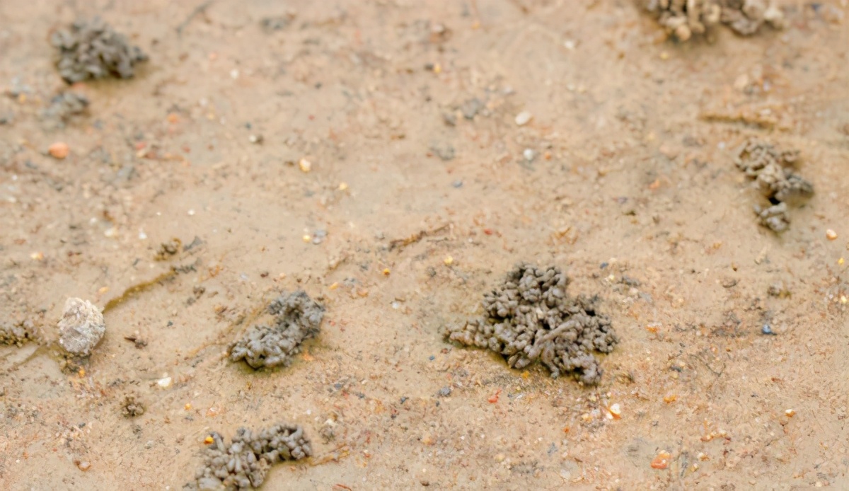 简单实用低成本自制养花肥料,用废物种菜种花
