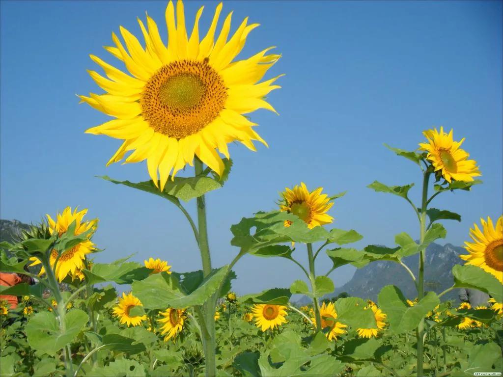 如何快速提升自己的口头表达能力,读什么书能提升自己语言表达能力