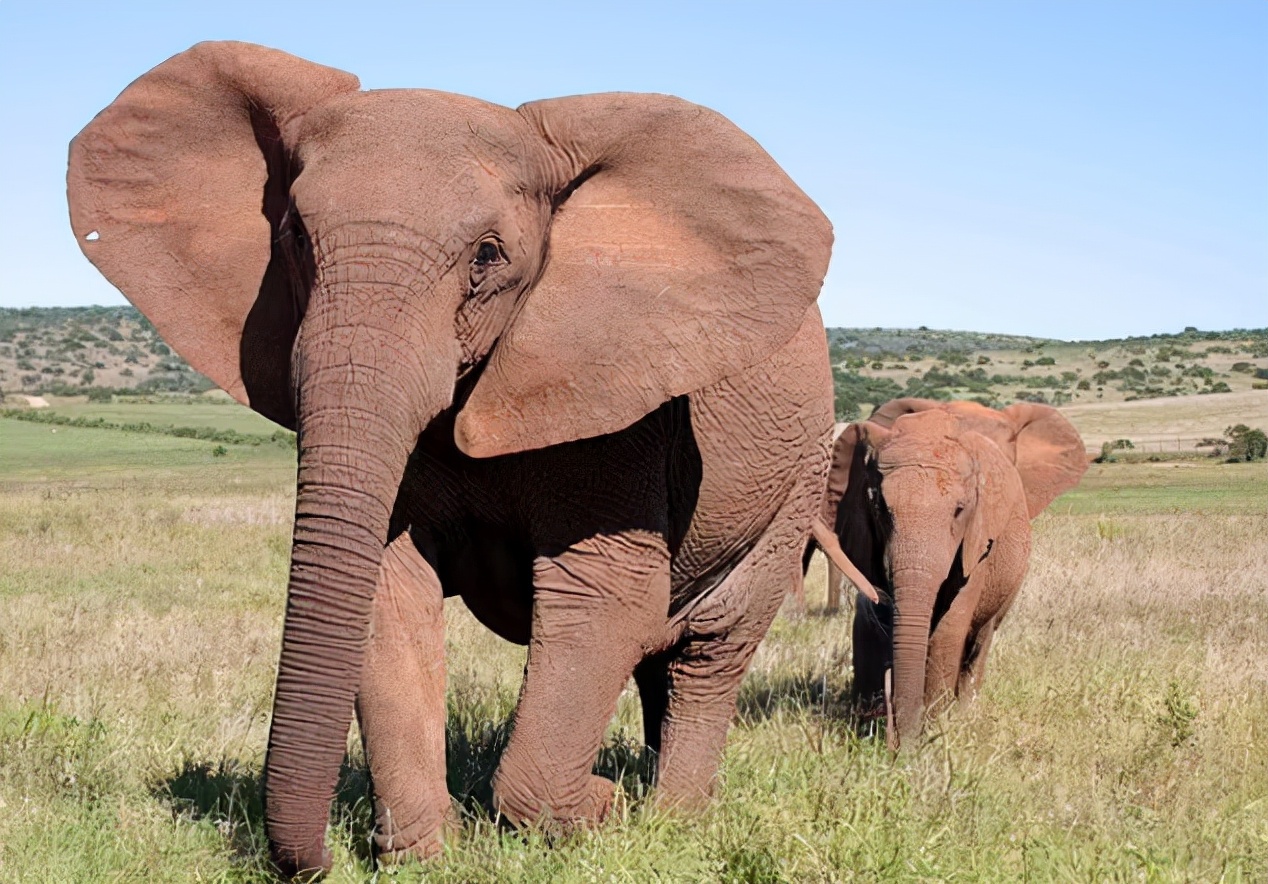 不让长象牙就胎死腹中！非洲公象这种致命基因，人类竟然也有