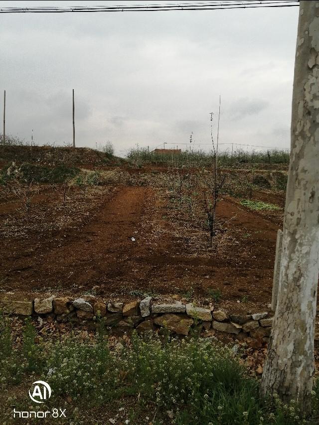 招远市老南乡风俗,招远老南乡习俗