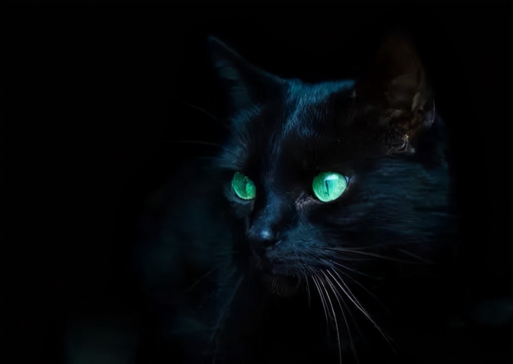 谁说黑猫不能带来好运,为什么都说黑猫不吉利