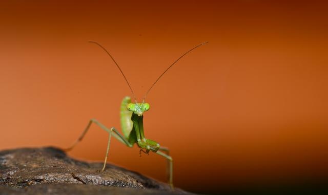 动物没有思想为什么要繁育后代,动物为什么没接受教育