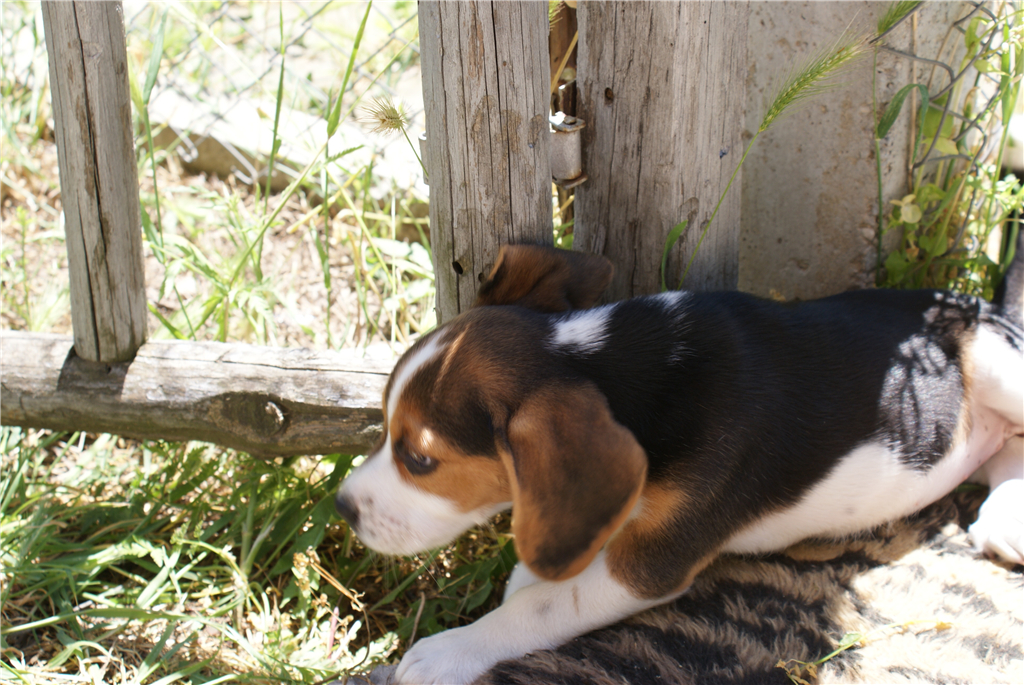 狗狗吃太咸了怎么解决,狗狗老是掉毛是不是有疥螨