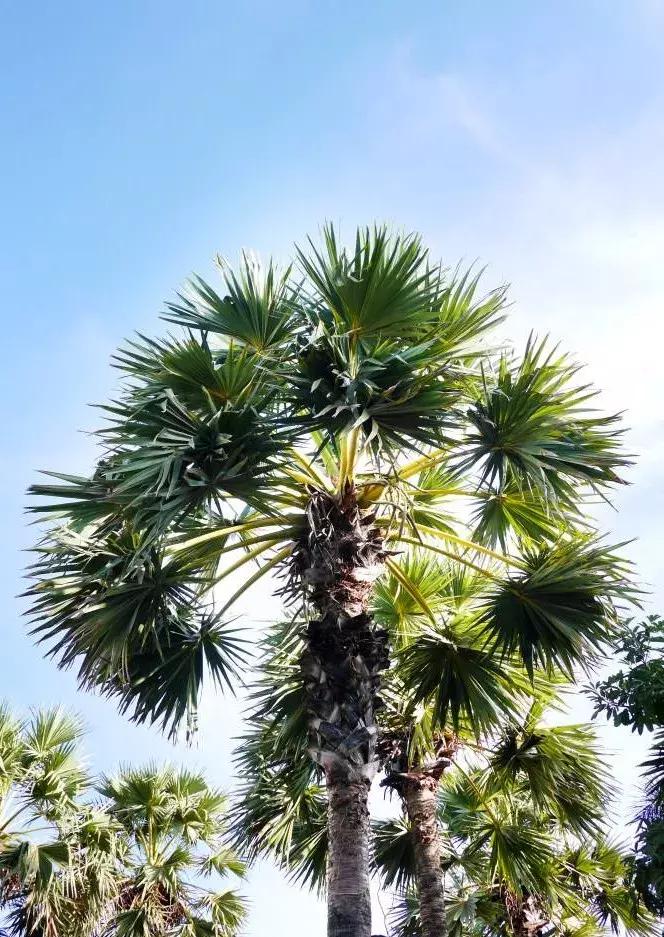 植物认知|佛系植物，五树六花