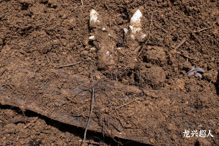 达州道地药材天麻,正宗中药材天麻