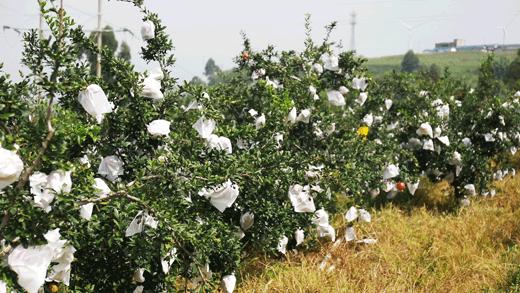 超甜不用吐籽的石榴你吃了吗,不用吐籽的石榴不白吃