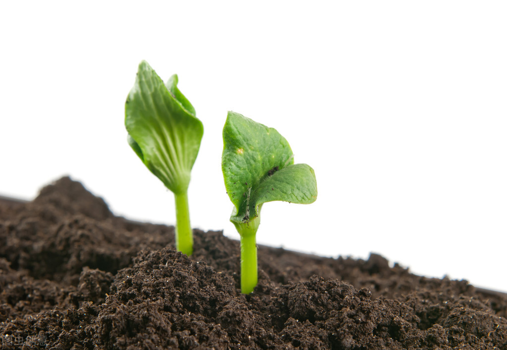 南瓜种植的注意事项有哪些,南瓜什么时候种植最合适呢