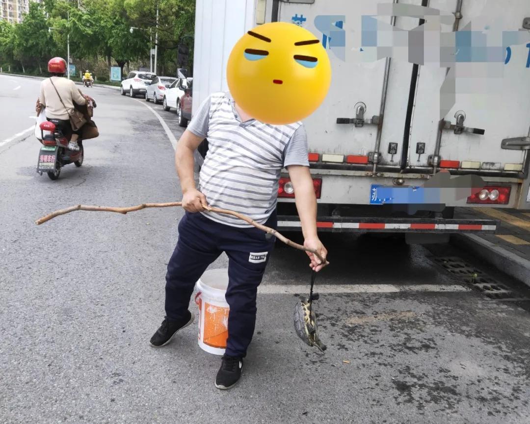 街头卖乌龟是真的吗,街上卖大乌龟是骗人的吗